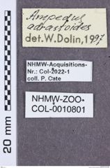 Etikette zu Ampedus adrastoides (NHMW-ZOO-COL-0010801)